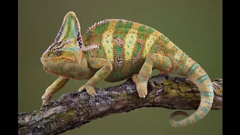 An animal that changes color according to the surrounding environment