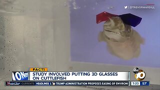 3D glasses put on fish?