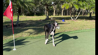 Funny Great Dane Puppy Swipes Golf Balls & Doesn't Want To Share