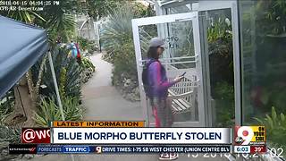 Police looking for butterfly bandit
