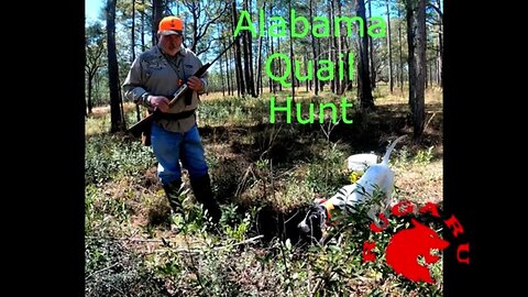 Quail Dog Hunt in Bay Minette, Alabama