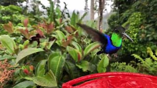 Incredibile slow-motion di un gruppo di colibrì