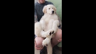 Super chill pup lounges on top of owner