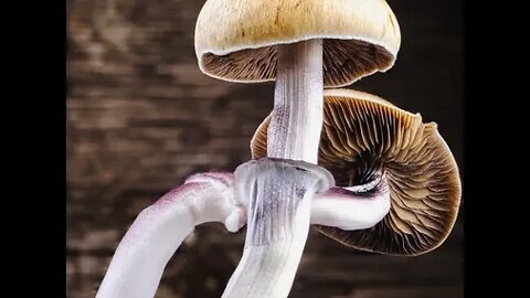 Can Mushrooms Show Up in a Drug Test