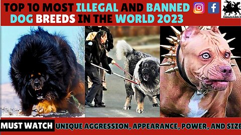 Top 10 Most Illegal Dog Breeds In The World | Most Banned Dog Breeds In US and UK | Animals Addict