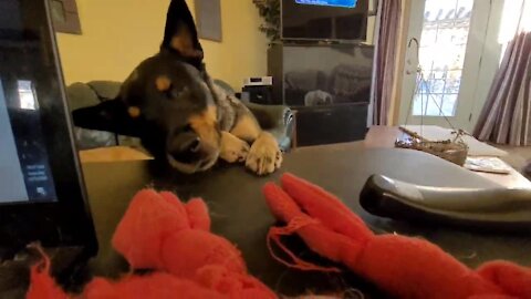 Blind dog incredibly sniffs out his favorite toy
