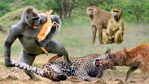 Interesting scenes of African wildlife