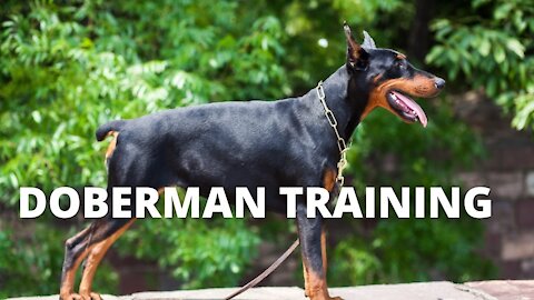 Doberman Training - Working as a Group
