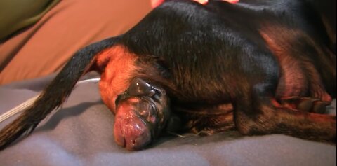 Dachshund -1st Puppy Birth