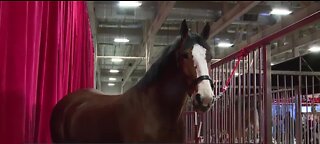 Budweiser Clydesdales visit the Las Vegas valley