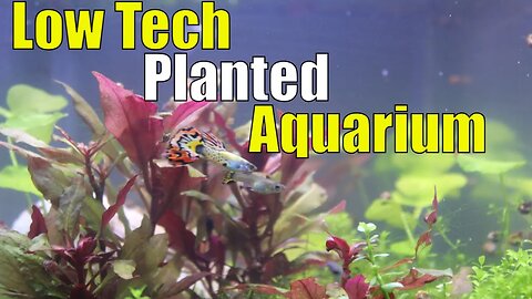 How To Low Tech Planted Aquarium | Day 90