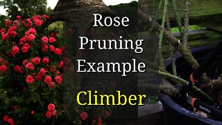 Rose Pruning Example : Climber