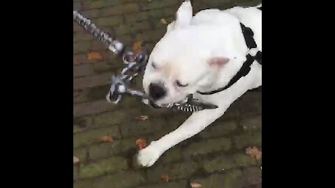 Chain-wielding bulldog is ready for battle