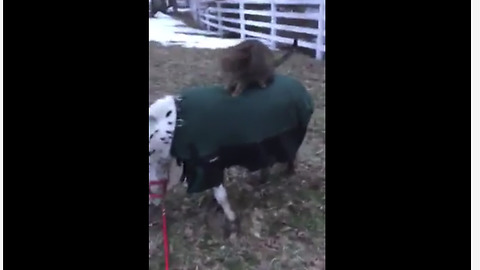 Adorable Cat Rides A Pony As If The Ground Is Lava