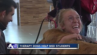 Therapy Dogs at ICOM