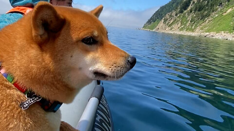 Traveling by boat with a dog