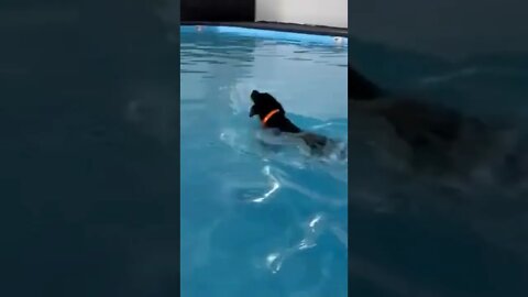 Puppy Labrador Learns to Swim