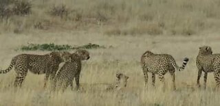Cheetahs viciously attack defenseless female