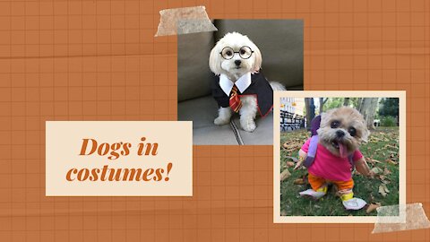 Adorable Dogs in Costumes