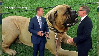 Browns' beloved bullmastiff mascot Swagger to retire, pass down duties to son SJ