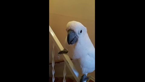 Cockatoo loves to slide down stair railing
