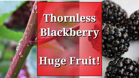 Thornless Blackberry: Huge Fruit (& how to prune brambles)