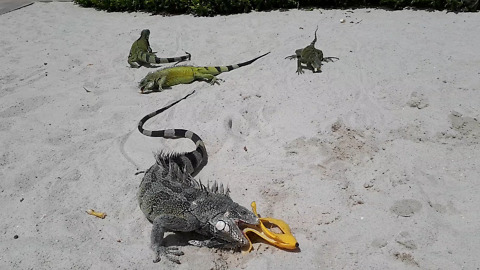 Pack of Iguanas eating bananas on the beach