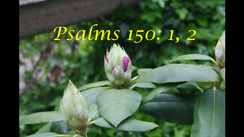 Praise- Psalms 150: 1,2