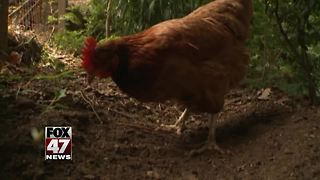 Multi-state salmonella outbreak linked to backyard chickens