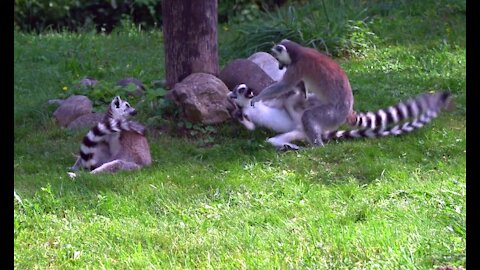 Beautiful Lemur