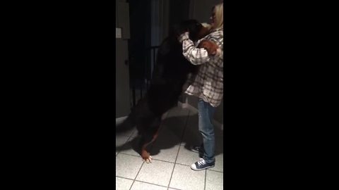 Bernese Mountain Dog Goes Wild When Grandma Visits