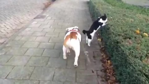 Dog & cat compete for who's first during walk