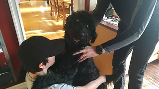 Labradoodle just loves his morning massages