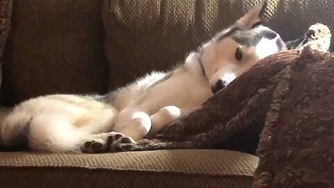 Cute Husky Wants To Sleep After a Busy and Boring Day !