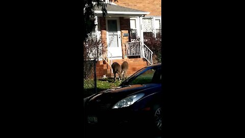 Deer just wandering around the neighborhood