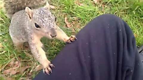 Several Wild Squirrels Approach Me For Food