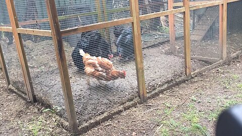 Chicken coop cleanout