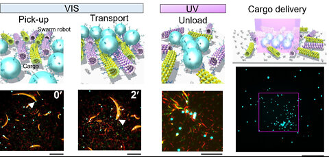 Molecular robots work cooperatively in swarms Under UV Light