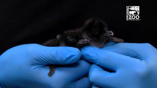 Cincinnati Zoo welcomes little blue penguins