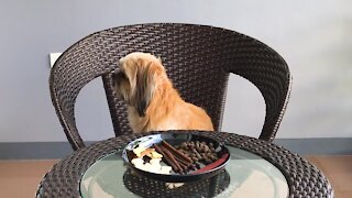 Pet experiment: Woman leaves dog alone with a plate of treats