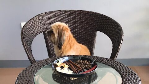 Pet Experiment: Woman Leaves Dog Alone With a Plate of Treats