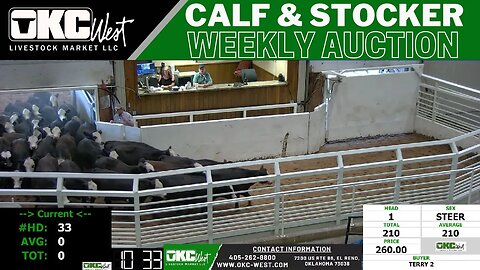 8/29/2023 - OKC West Calf and Stocker Auction