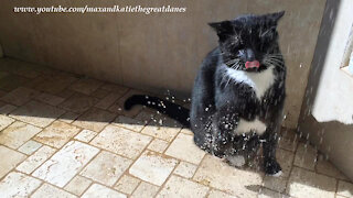 Very unique kitty shakes off after taking a shower