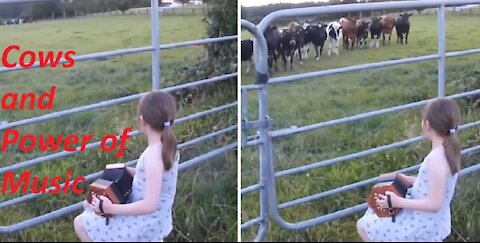 Music Loving Cows Running to Listen Amazing music of Cute Girl Sally