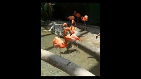 Texas State Aquarium Flamingos