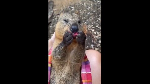 Happy as a quokka! 🥰