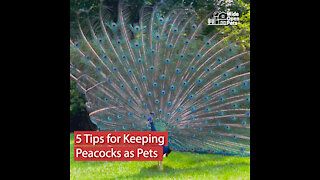 5 Tips for Keeping Peacocks as Pets