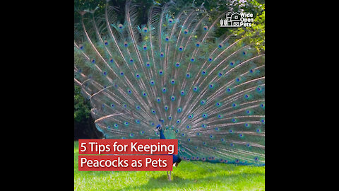 5 Tips for Keeping Peacocks as Pets