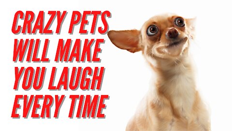 Crazy Pets That Will Make You Laugh Every Time