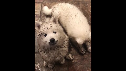 Dirty Samoyed Puppies Plays In The Mud